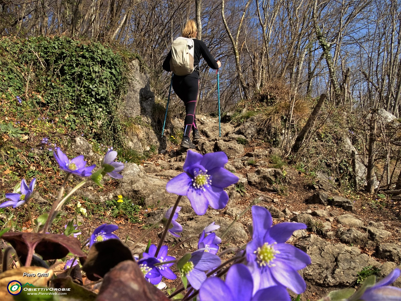 33 Erba trinita (Hepatica nobilis).JPG